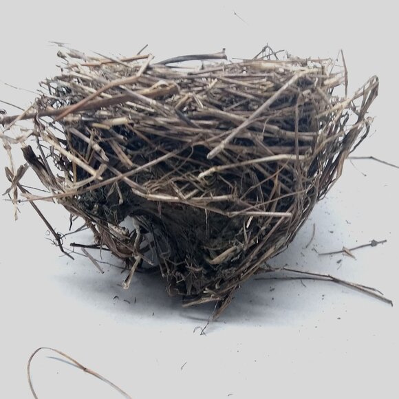 Authentic Natural Bird Nest 2011 Joplin Missouri Tornado Aftermath Unique Rustic - Picture 6 of 8